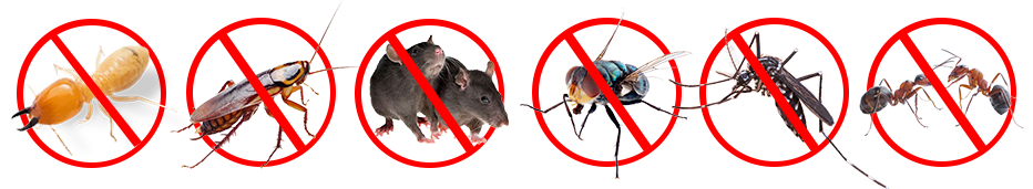 Elite Pest Management Johor Bahru Pest Control Services In Johor Bahru